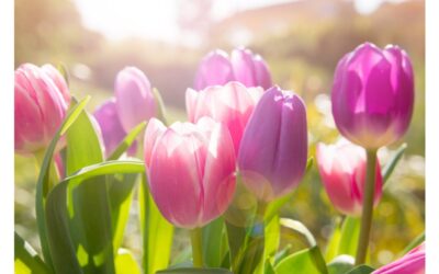 5 Modi per Coltivare l’Energia Femminile in Primavera